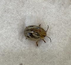 Paropsisterna semifumata