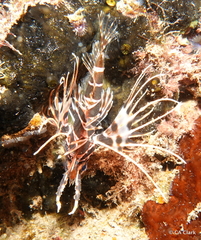 Pterois sphex