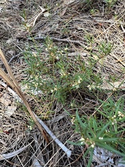 Monotaxis grandiflora
