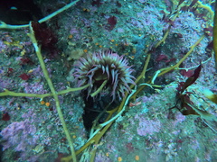 Actiniidae