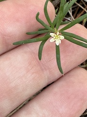 Monotaxis grandiflora