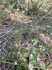Monotaxis grandiflora