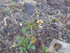 Bidens odorata