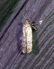 Agonopterix canadensis
