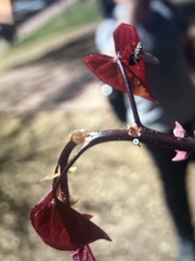 Cercis canadensis