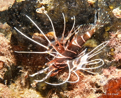 Pterois sphex