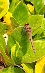 Sympetrum frequens