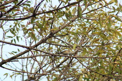 Setophaga coronata auduboni