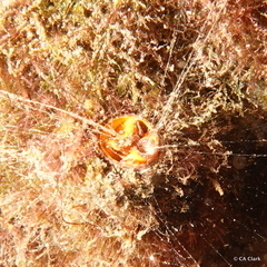 Vermetoidea