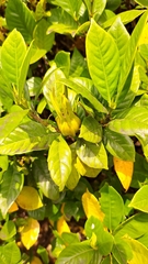 Gardenia jasminoides