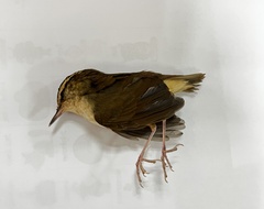 Urosphena squameiceps