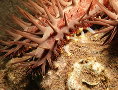 Acanthaster planci