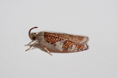 Peritornenta circulatella