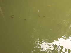 Osteochilus vittatus