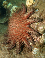 Acanthaster planci