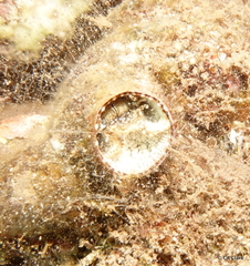 Vermetoidea