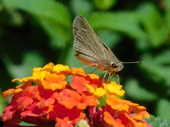 Lerodea eufala eufala