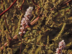 Persicaria bicornis