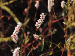 Persicaria bicornis