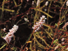 Persicaria bicornis
