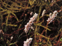 Persicaria bicornis