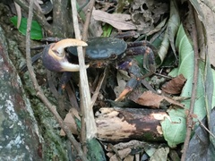 Geothelphusa miyazakii