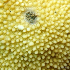 Montipora capitata