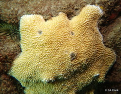 Montipora capitata