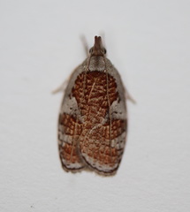 Peritornenta circulatella