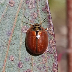 Paropsisterna agricola