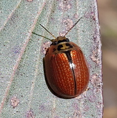 Paropsisterna agricola