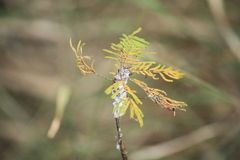Mimosoideae