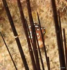 Canthigaster jactator