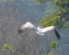 Pelecanus philippensis