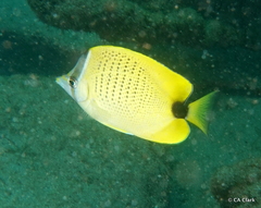 Chaetodon miliaris
