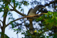Ocyceros birostris