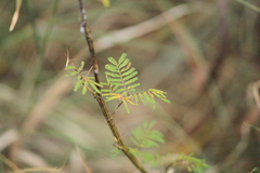 Mimosoideae