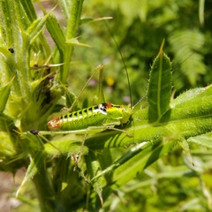 Poecilimon thoracicus