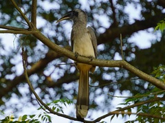 Ocyceros birostris