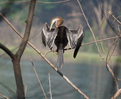 Anhinga melanogaster