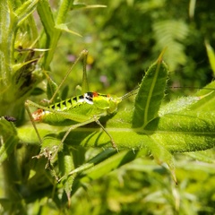 Poecilimon thoracicus