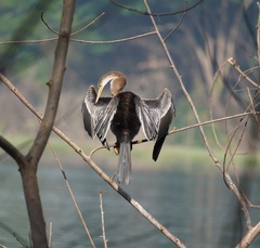 Anhinga melanogaster
