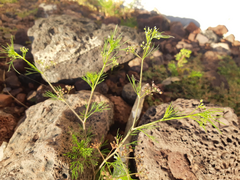Cyclospermum leptophyllum