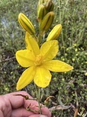 Bulbine bulbosa