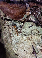 Anochetus