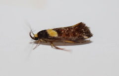 Epithymema helias