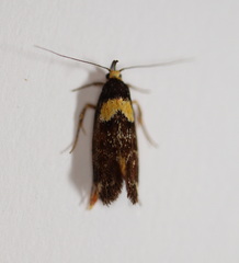 Epithymema helias