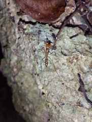 Anochetus