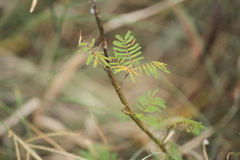 Mimosoideae