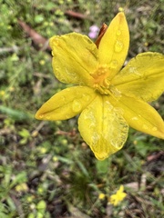 Bulbine bulbosa